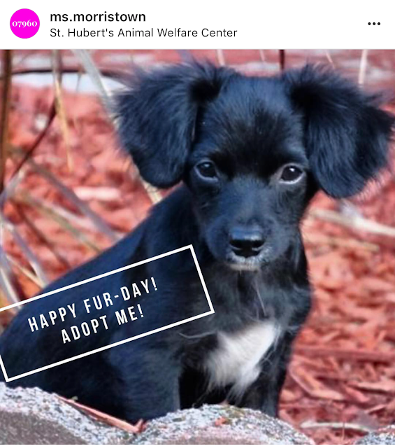 Furbaby Fridays